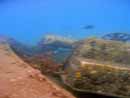 Underwater Ocean and seas picture from Dayo Scuba, Winter Park, Orlando, Florida